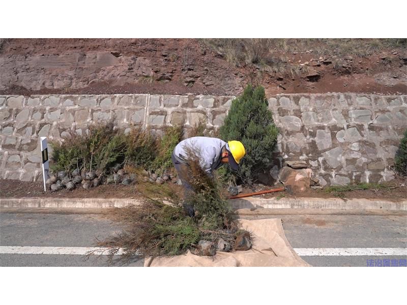 筑牢沿黄生态屏障 陕西宜川县春季植树造林全面铺开
