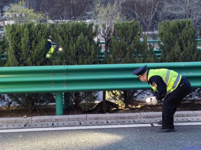果子狸误入高速险象迭起，柞水民警暖心救助生态共安